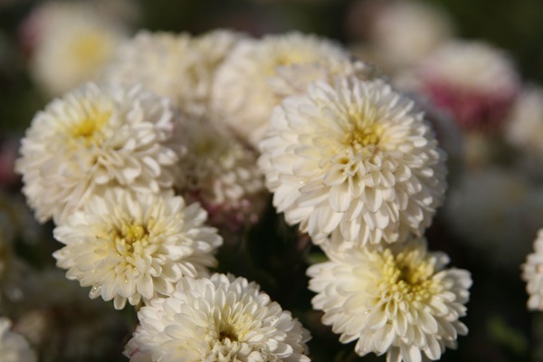 Chrysanthemum x hort. White Bouquet Lubera
