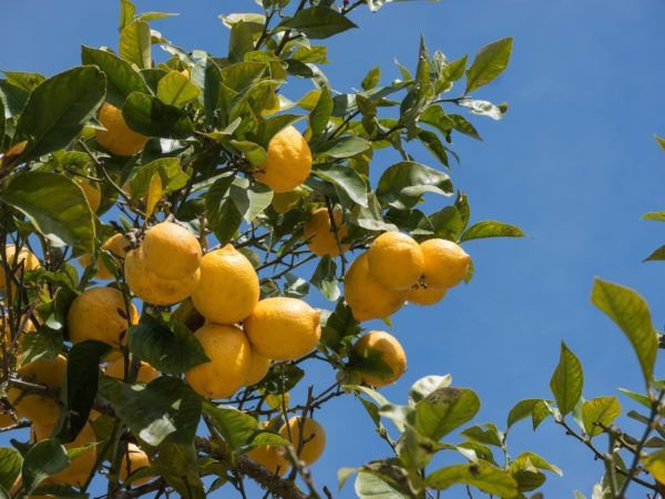 Die Frchte von Citrus limon sind essbar und lecker