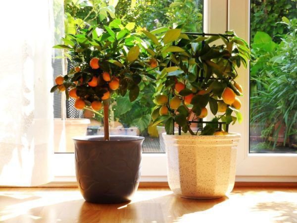 Den Zitronenbaum im Wohnzimmer berwintern? Ideal dafr geeginet sind die Sorten Calamondin und Meyer-Zitrone