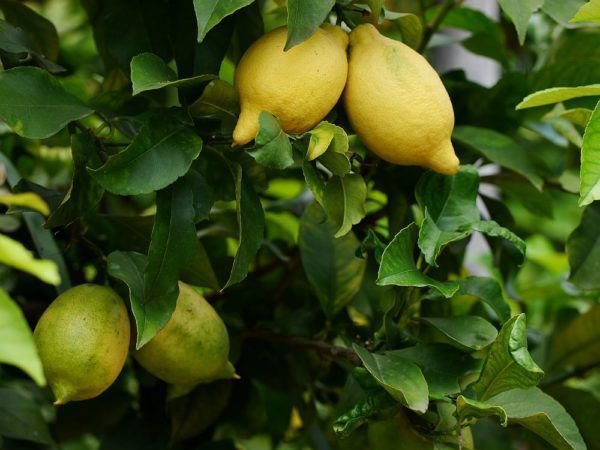 An einem optimalen Standort wird der Zitronenbaum viele Frchte tragen
